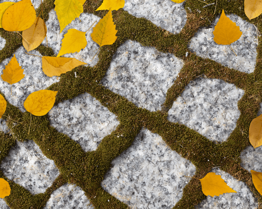 adoquin granito blanco otoño