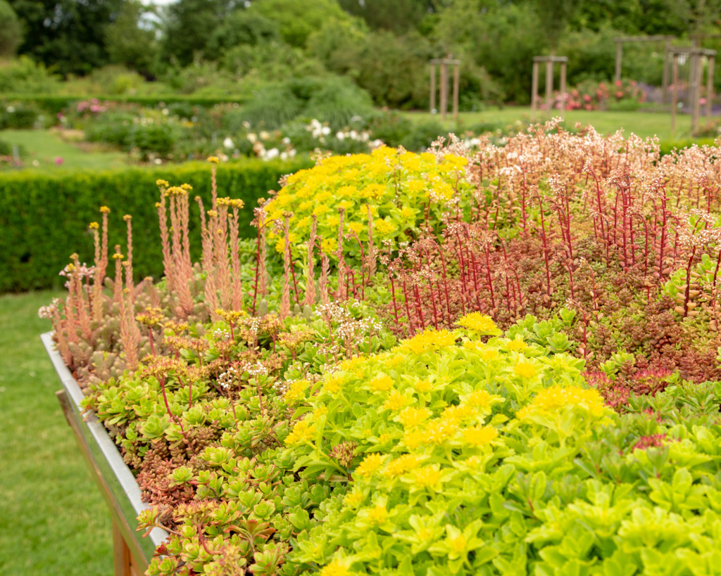 cubierta intensiva sedum