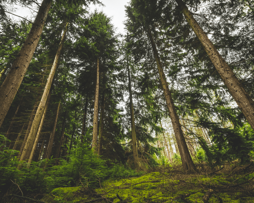 Día de los bosques
