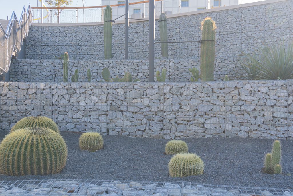 Detalles cactus en Glòries